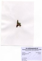 藏品(北方赤盾藻)的圖片
